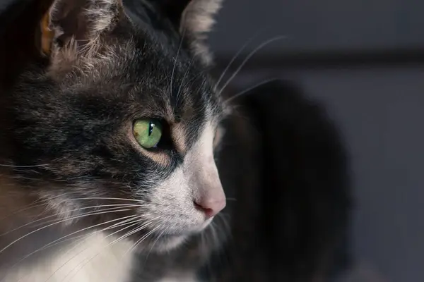 Detailní Záběr Hlavu Černobílé Kočky Zelenýma Očima — Stock fotografie
