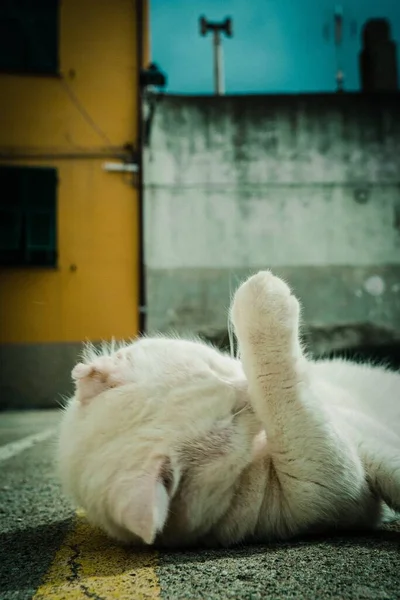 一只白猫躺在地上在阳光下舔爪子的垂直特写 — 图库照片
