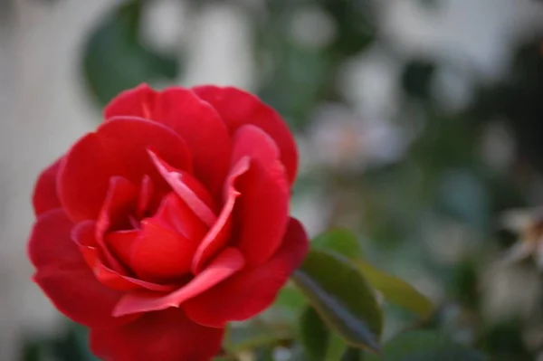 一张漂亮的红色花园的特写镜头升起 背景模糊不清 — 图库照片