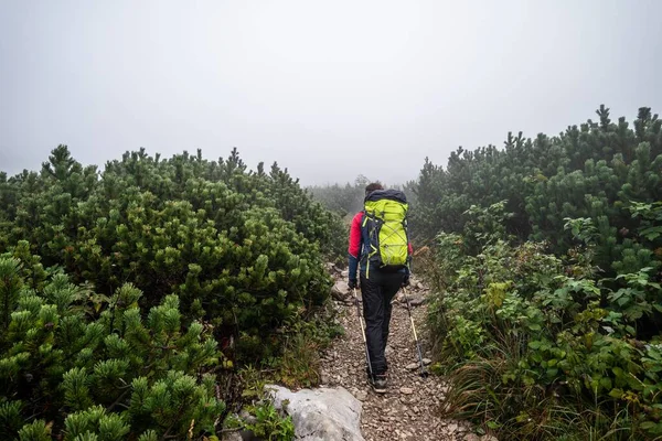 Wandelaar Wandelen Wandelen Grindpad Omgeven Door Bergstruiken Kleine Bomen Mistig — Stockfoto