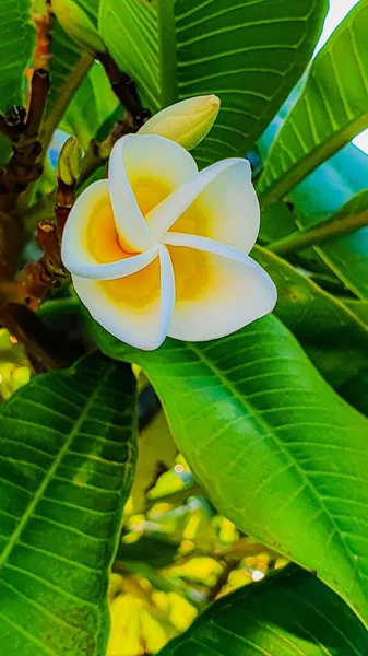 Güzel Bir Frangipani Çiçeğinin Dikey Odak Noktası — Stok fotoğraf