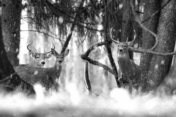 在雪花飘扬的时候 在树旁边拍了一帧灰白的可爱鹿皮 — 图库照片
