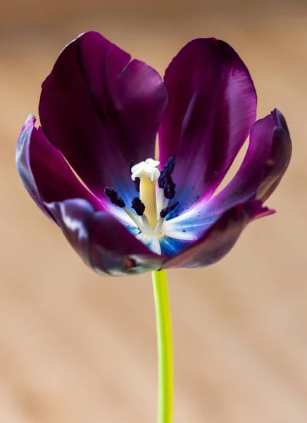 Tiro Vertical Ângulo Alto Uma Bela Tulipa Preta Com Fundo — Fotografia de Stock