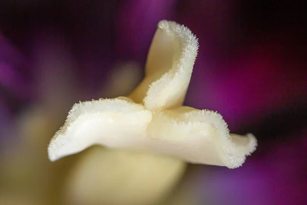 Zbliżenie Ujęcia Pięknej Stygmatyzacji Czarnego Tulipana Zamazanym Tłem — Zdjęcie stockowe