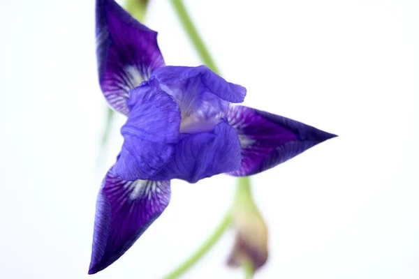 Primer Plano Una Hermosa Flor Orris Púrpura Con Fondo Blanco — Foto de Stock