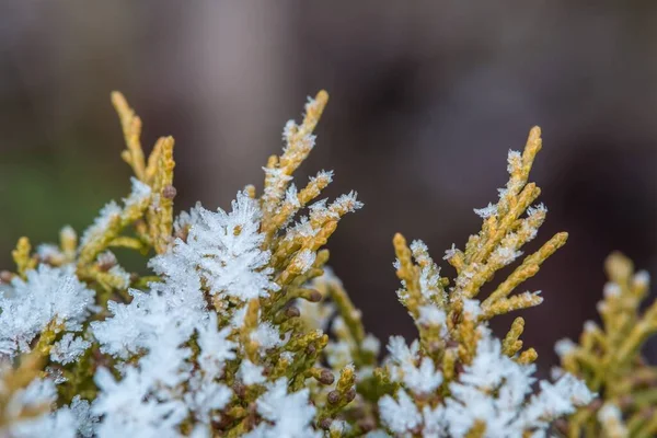 Närbild Vintergröna Blad Täckt Frost Solljuset Med Suddig Bakgrund — Stockfoto