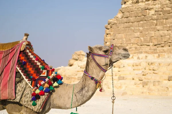 Ein Kamel Mit Sattel Und Verschwommenem Hintergrund — Stockfoto