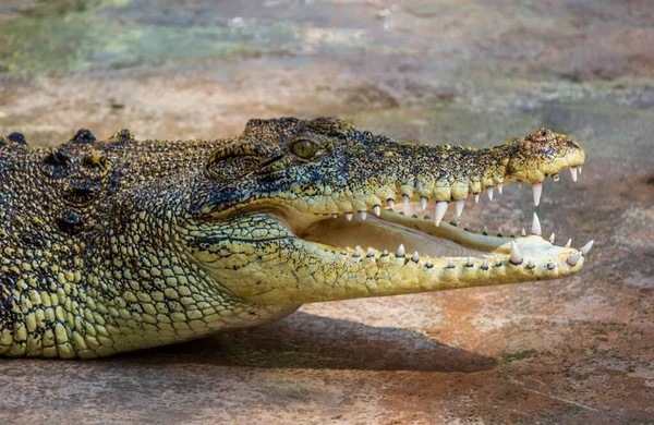 Uma Bela Foto Close Crocodilo Langkawi Malásia Ásia — Fotografia de Stock