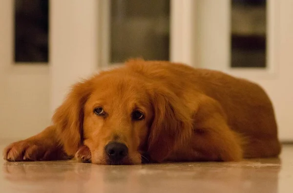 Triste Golden Retriever Tendido Suelo — Foto de Stock