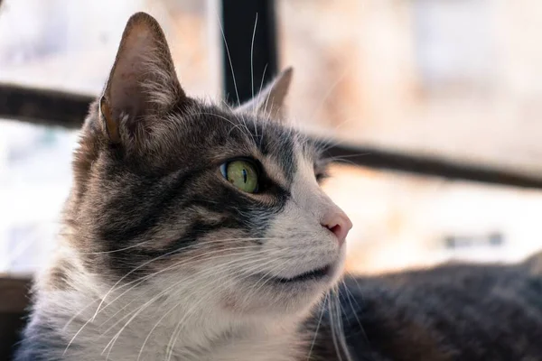 Tiro Close Cabeça Gato Preto Branco Com Olhos Verdes — Fotografia de Stock