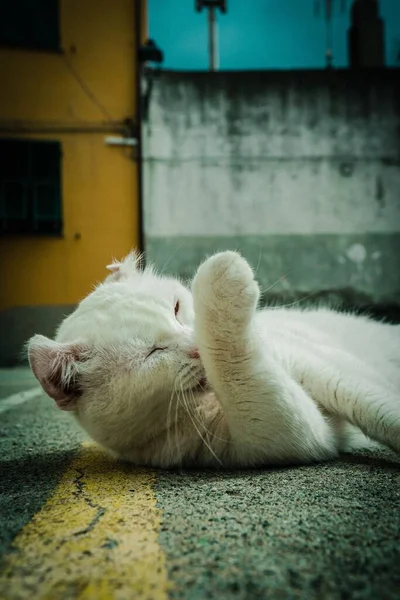 一只白猫躺在地上在阳光下舔爪子的垂直特写 — 图库照片
