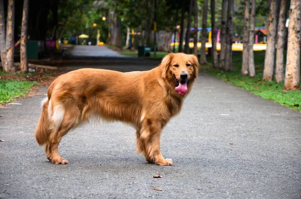 A golden retriever standing at the middle of the road with its tongue out