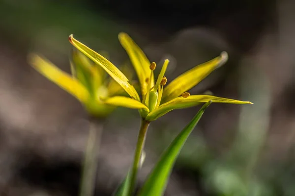 Een Close Van Een Gagea Omgeven Door Groen Een Veld — Stockfoto