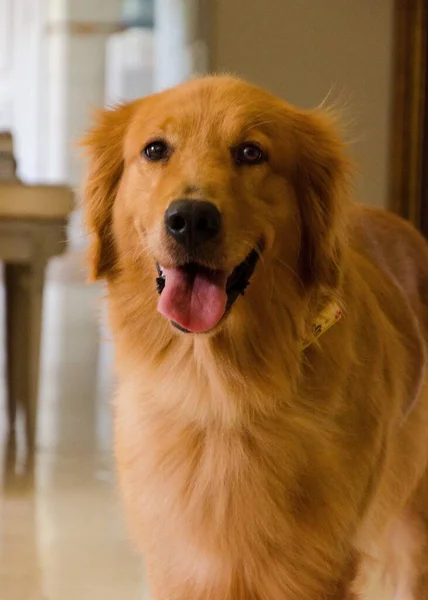一只金毛猎犬伸出舌头的肖像 — 图库照片