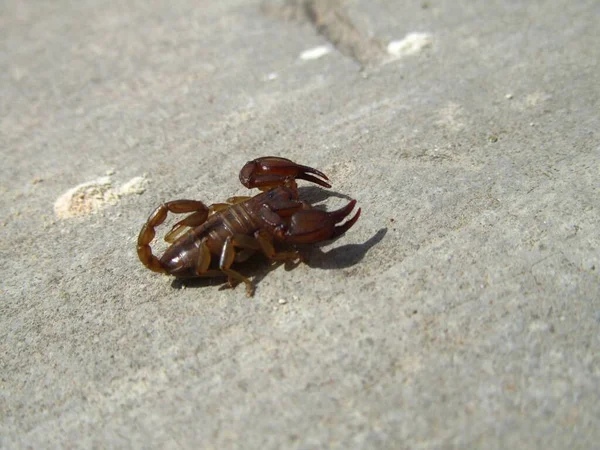 Gros Plan Euscorpius Sicanus Marchant Sur Une Plage Sous Lumière — Photo