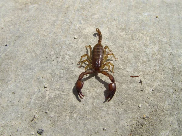 Sebuah Gambar Closeup Dari Sicanus Euscorpius Berjalan Pantai Bawah Sinar — Stok Foto