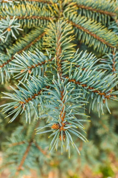 Foyer Vertical Doux Aiguilles Sapin Sur Une Branche — Photo