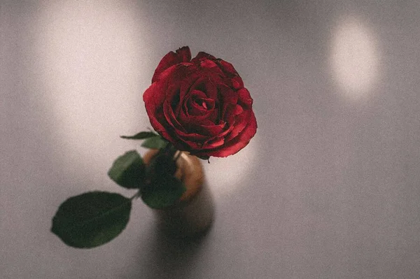 在模糊的背景后面的圆形容器中的一朵玫瑰花的特写镜头 — 图库照片
