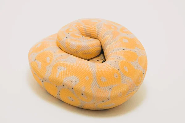 Eine Nahaufnahme Einer Bananenkugel Python Isoliert Auf Einem Weißen Hintergrund — Stockfoto