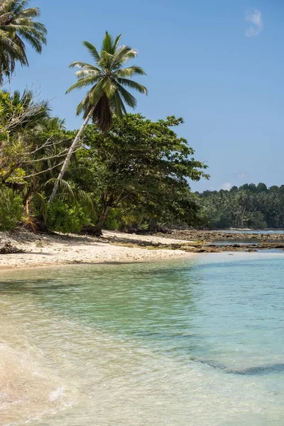 Tropikalne Drzewa Plaży Białym Piaskiem Turkusową Czystą Wodą Wyspie Indonezji — Zdjęcie stockowe