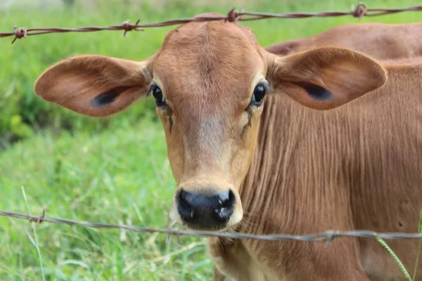 Tiro Seletivo Foco Uma Vaca Que Olha Para Câmera — Fotografia de Stock