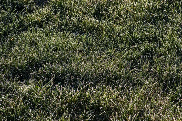 Close Campo Grama Relva Com Gotas Orvalho Manhã — Fotografia de Stock