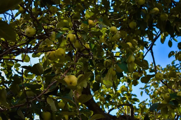 Vacker Låg Vinkel Skott Ett Äppelträd Med Gröna Äpplen Solljuset — Stockfoto