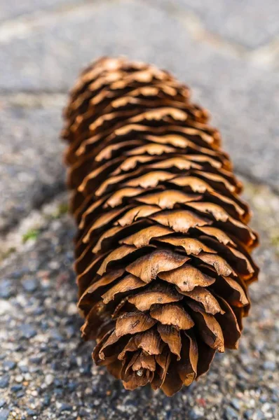 Vertical Closeup Long Pine Cone Concrete Surface — Stock Photo, Image