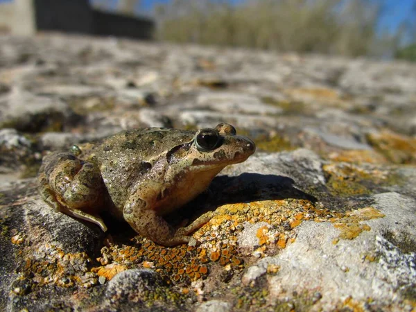 Ein Gemalter Frosch Der Tagsüber Auf Einem Stein Sitzt — Stockfoto