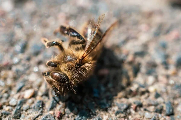 Çakıl Taşlı Bir Yüzeyde Ölü Bir Arıya Aşırı Yakın Çekim — Stok fotoğraf