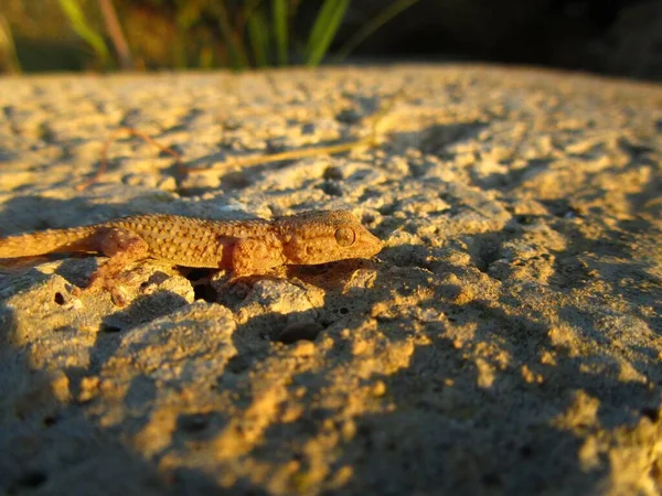 Little Moorish Gecko Lizard Ground Daytime — Stock Photo, Image