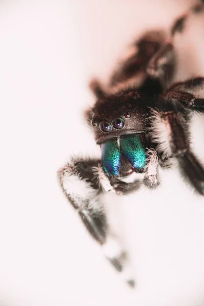 Gros Plan Phidippus Audax Une Araignée Sauteuse Audacieuse — Photo