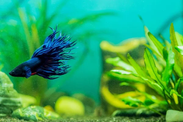 Closeup Blue Siamese Fighting Fish Swimming Aquarium Lights — Stock Photo, Image