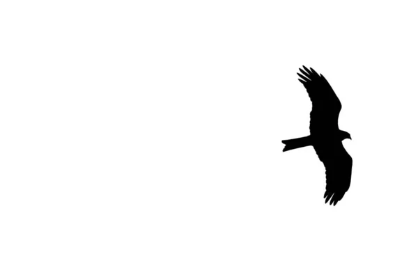 瑞士Les Grangettes自然保护区白色背景上一只飞翔的小鸟的低角轮廓 令人叹为观止 — 图库照片