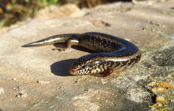 Skink Ocelado Chão Sob Sol — Fotografia de Stock