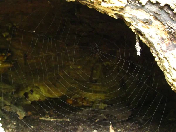 Gros Plan Une Toile Araignée Attachée Une Surface Bois — Photo