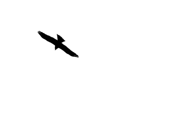 Lélegzetelállító Alacsony Szögű Felvétel Egy Repülő Madár Sziluett Fehér Alapon — Stock Fotó