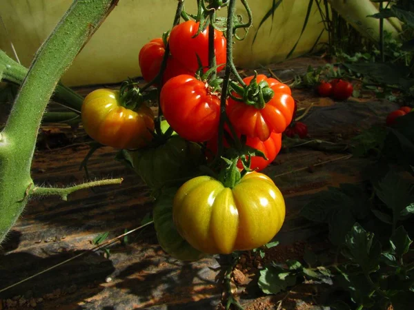 Flera Tomatodlingar Odlas Bevattnad Jordbruksmark — Stockfoto