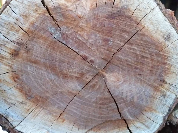 Крупный План Узора Порезов Пне Дерева — стоковое фото