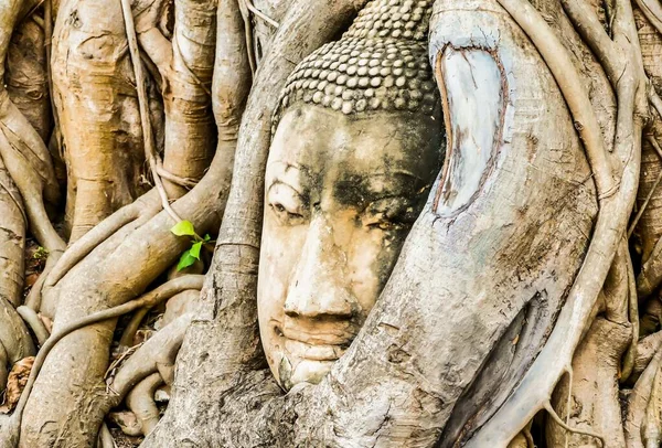 Egy Közeli Kép Egy Buddha Szoborról Amit Faágak Vesznek Körül — Stock Fotó