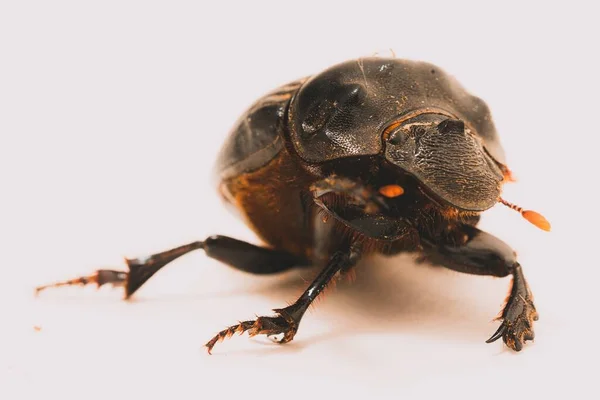 Nahaufnahme Eines Einzigen Käfers Isoliert Auf Weißem Hintergrund — Stockfoto