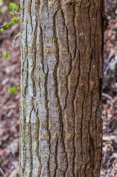 Ένα Κάθετο Κοντινό Πλάνο Υφής Φλοιού Κορμού Δέντρου Στο Δάσος — Φωτογραφία Αρχείου