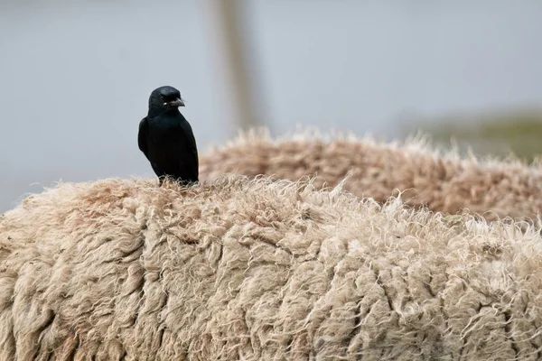 Selektivní Záběr Nádherného Černého Ptáka Sedícího Načechraném Povrchu — Stock fotografie