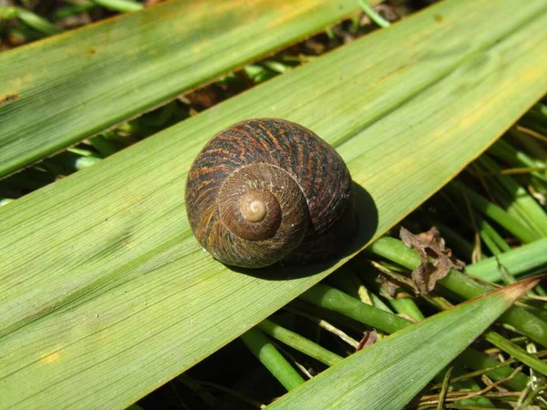 Closeup Shot Snail Green Leaf — Stock Photo, Image
