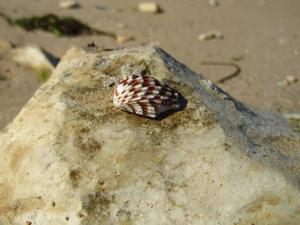 Gros Plan Mollusque Sur Plage — Photo