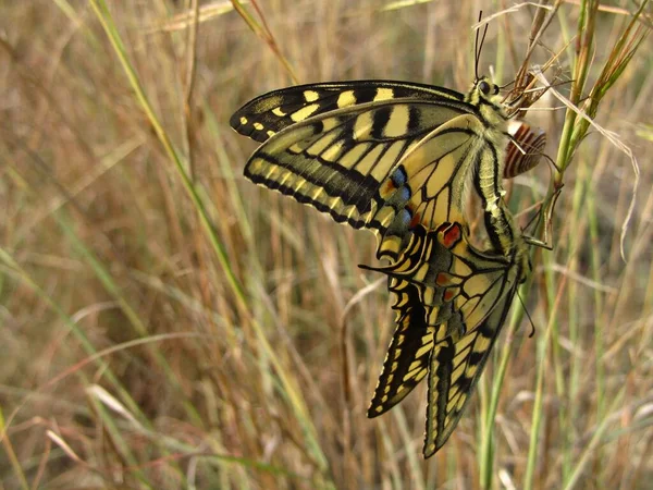 Pair Mating Maltese Swallowtail Butterflies Next Snail — Stock Photo, Image