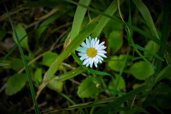 Belo Tiro Uma Flor Margarida Branca Campo Verde — Fotografia de Stock