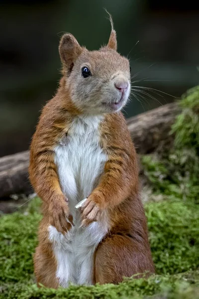 森林里一只有着模糊背景的好奇松鼠的一张美丽的垂直特写照片 — 图库照片