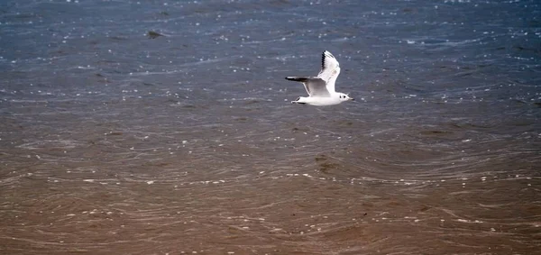 Uma Gaivota Branca Voando Sobre Água — Fotografia de Stock