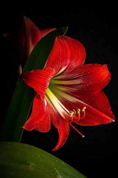 Krásný Záběr Kvetoucí Červené Lily Květiny Izolované Černém Pozadí — Stock fotografie